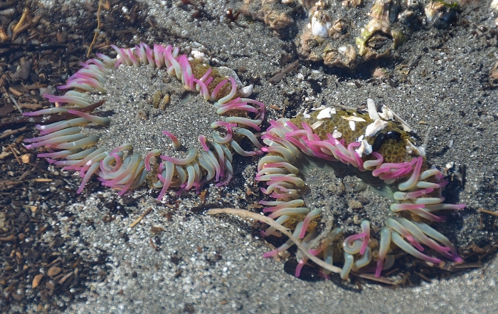 anemones in tidepool